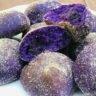 Ube Pandesal